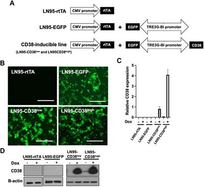 CD38-Induced Apoptosis and Mitochondrial Damage is Restored by Nicotinamide in Prostate Cancer